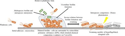 Into the understanding the multicellular lifestyle of Proteus mirabilis on solid surfaces